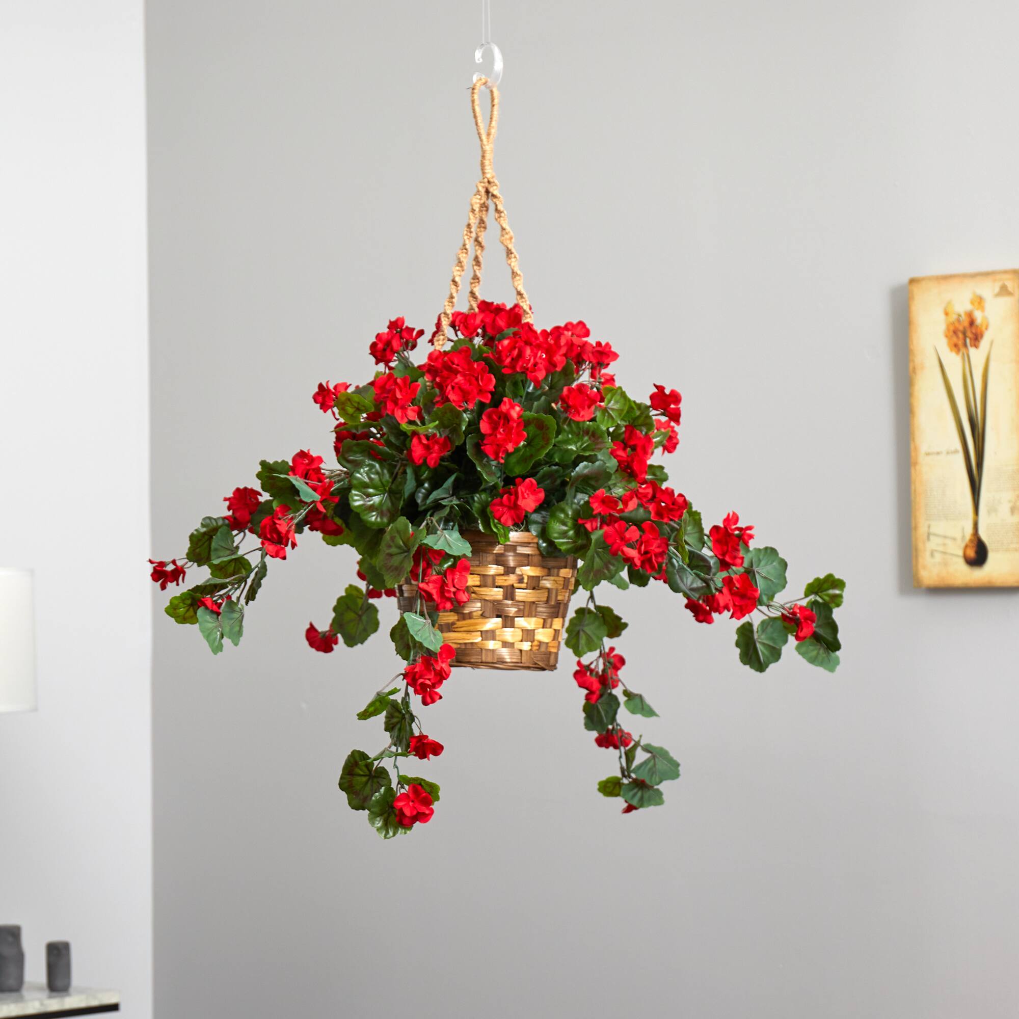 2.5ft. Geranium Hanging Basket